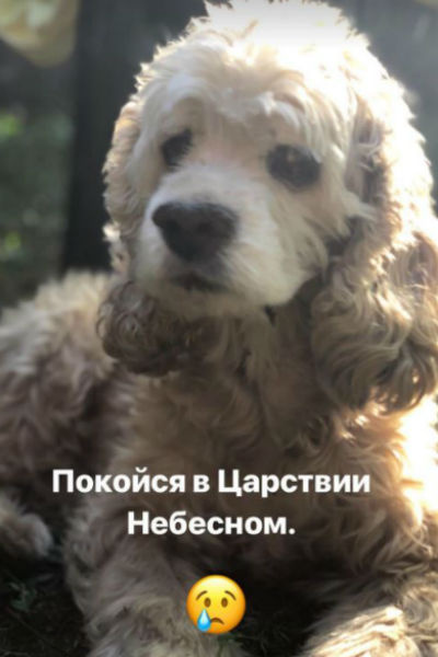 Пося прожил в семье Серовых 13 лет Пося прожил в семье Серовых 13 лет