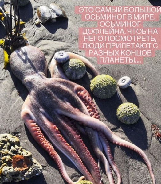 На берегу можно заметить множество мертвых обитателей океана