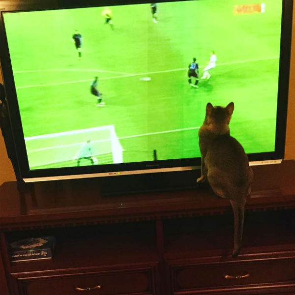 Кошка смотрит футбол вместе с Леонидом Агутиным