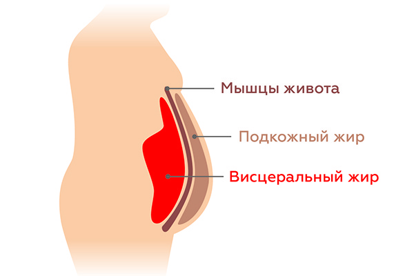 Особенности жировой прослойки Особенности жировой прослойки
