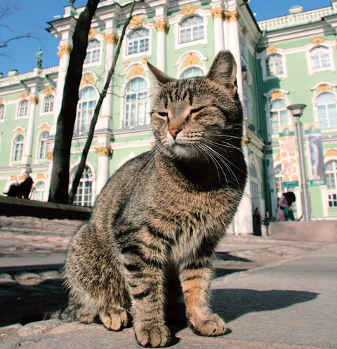 Как и сотни лет назад, основная задача котов – беречь главный музей Санкт-Петербурга от мышей и крыс