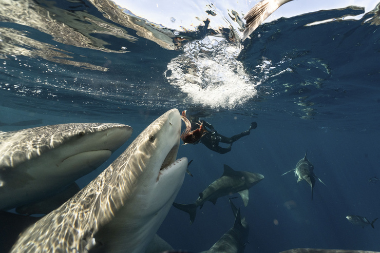 Акула редко нападает на людей, чаще всего она путает его с другими морскими обитателями