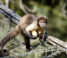 Распространение обезьяньей оспы пугает. ВОЗ объявила чрезвычайную ситуацию
