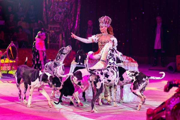 В «Королевском цирке», конечно, есть и королева