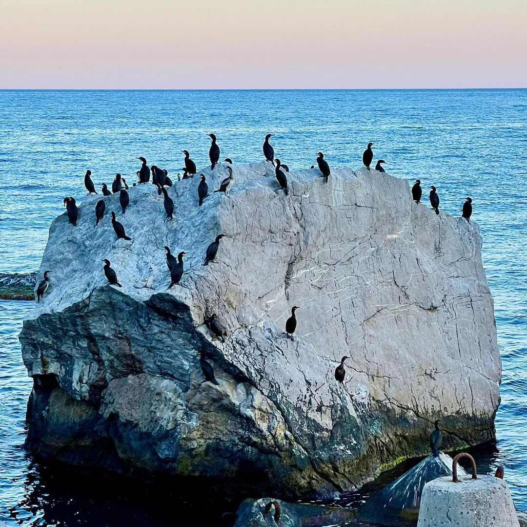 Стая бакланов