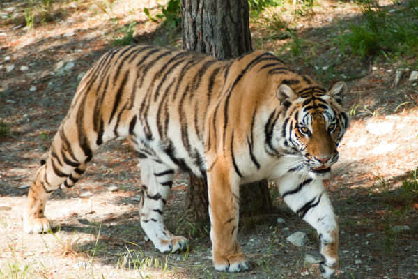 Тигрица Машенька – звезда зоопарка в Геленджике